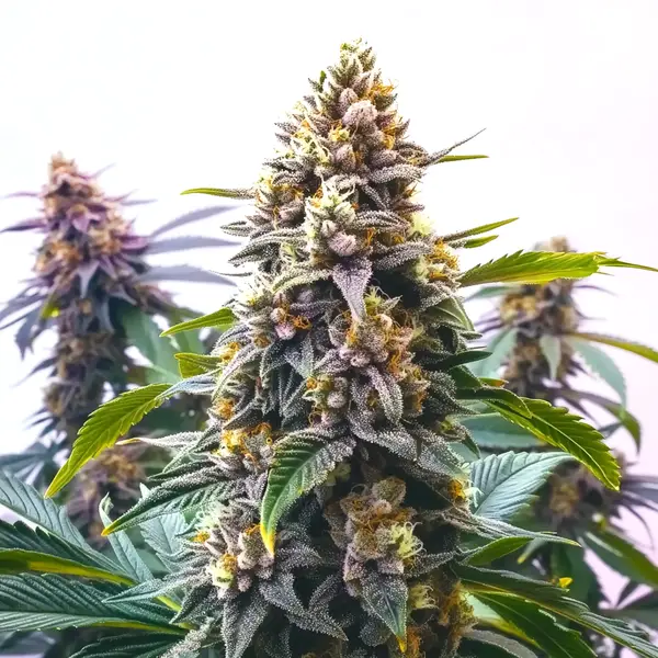 Blue Moonrock Seeds