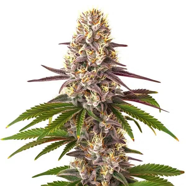 Blue OG Regular Seeds