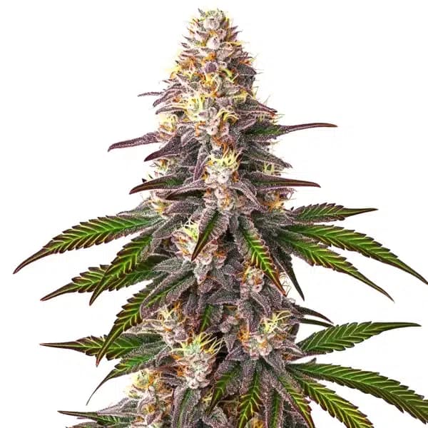 Blue OG Seeds