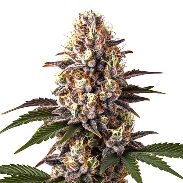 Blue Widow Seeds
