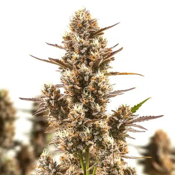 Blue Zushi Seeds