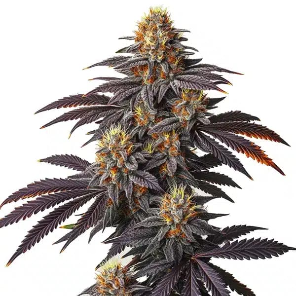 Blueberry Badazz Seeds