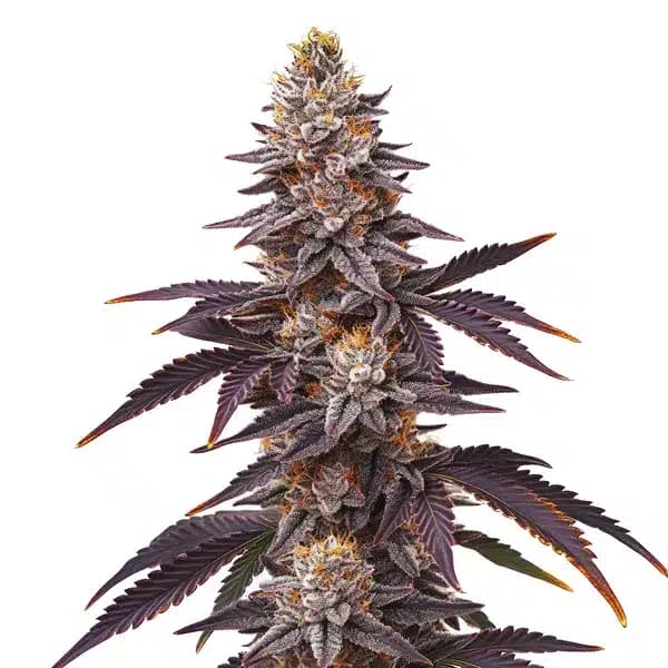 Blueberry Fast Version Seeds