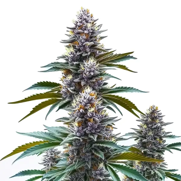 Blueberry Kush Regular Seeds