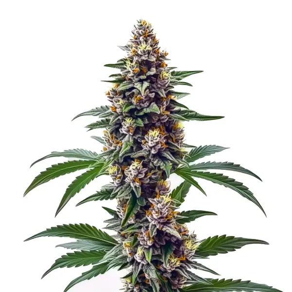 Blueberry Regular Seeds