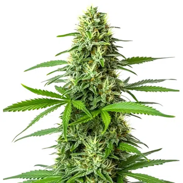 Blueberry x Big Bud Auto Seeds
