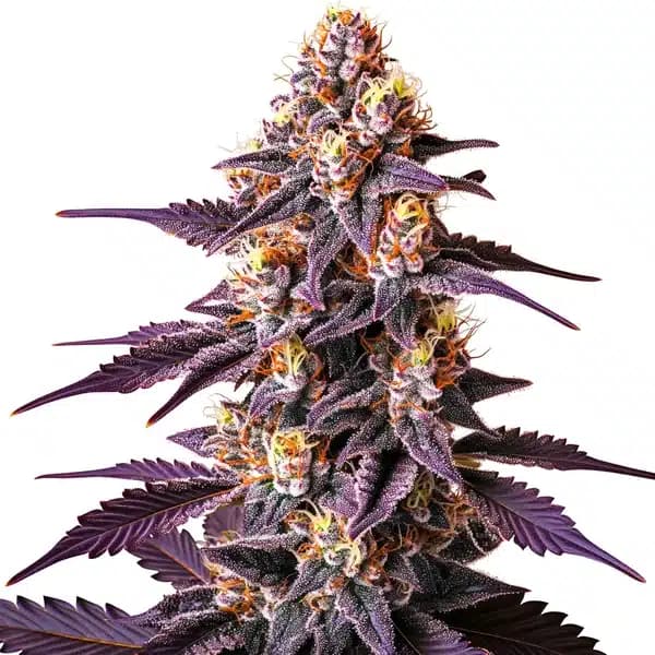 Blueberry x Big Devil Auto Seeds