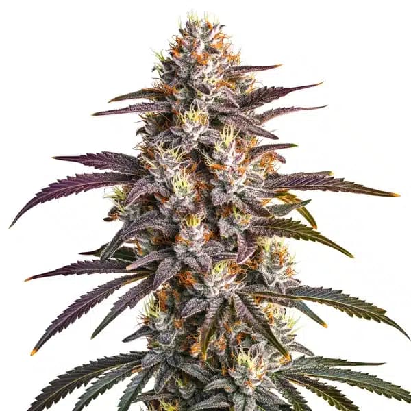 Blueberry x GG4 Seeds