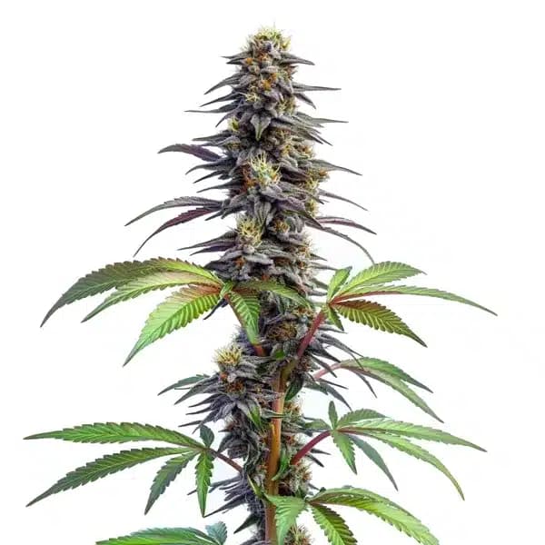 Blueberry x Lemon Haze Auto Seeds