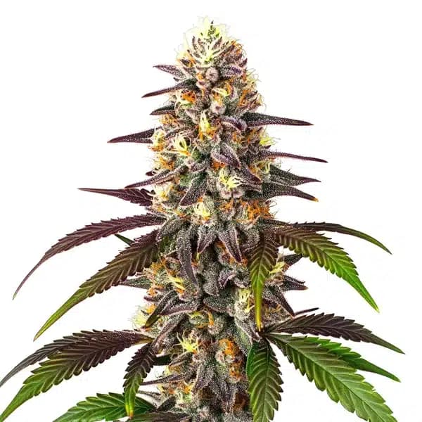 Blueberry x Mazar Auto Seeds