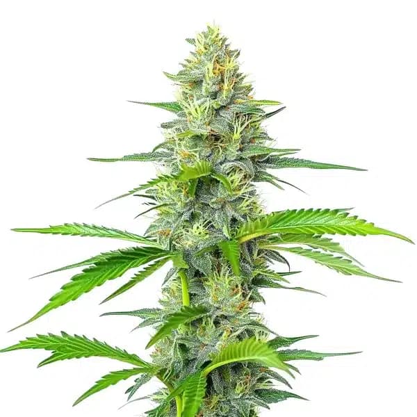 Blueberry x White Widow Seeds
