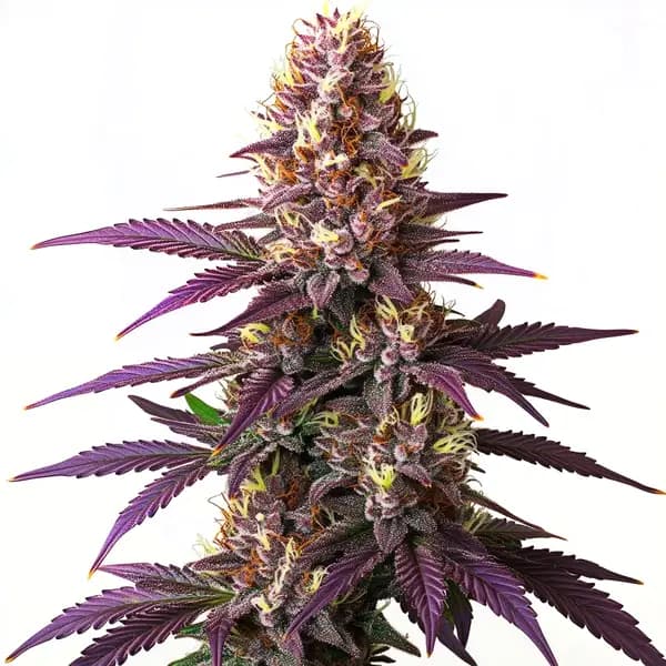 Blueberry Seeds
