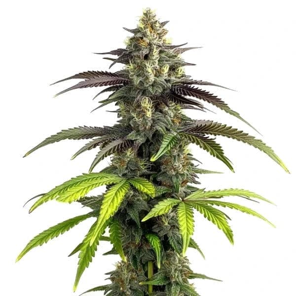 Bruce Banner 2.0 Seeds