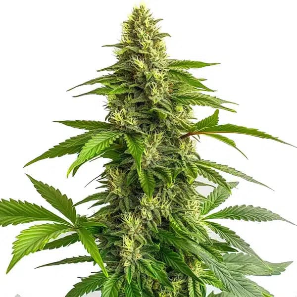 Bruce Banner #3 FBV Seeds