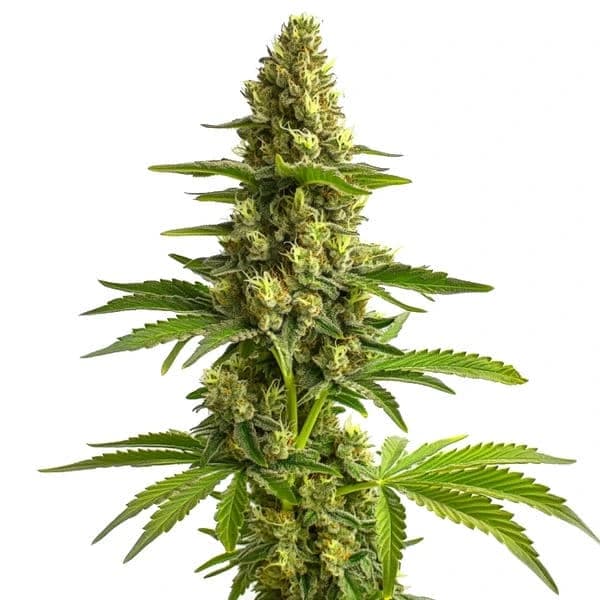Bruce Banner #3 Seeds