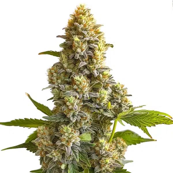 Bruce Banner Autoflower Seeds