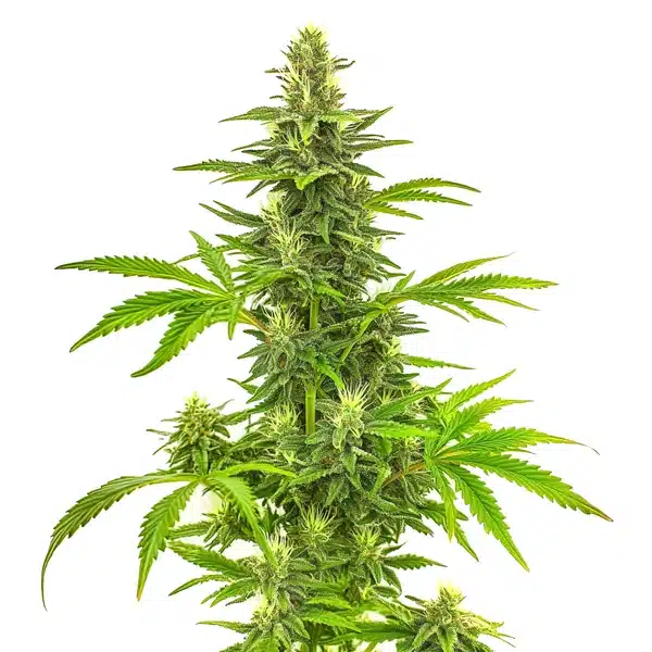 Bruce Banner Fast Version Seeds