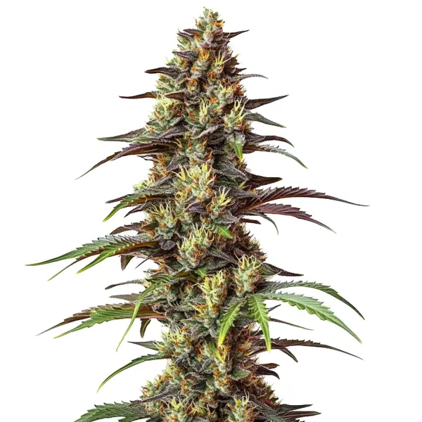 Bruce Banner Regular Seeds