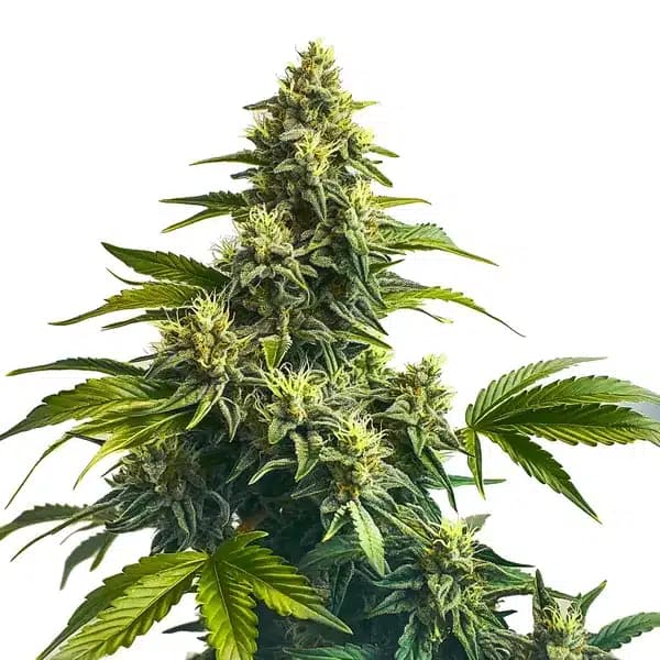 Bruce Banner x Carmen Seeds