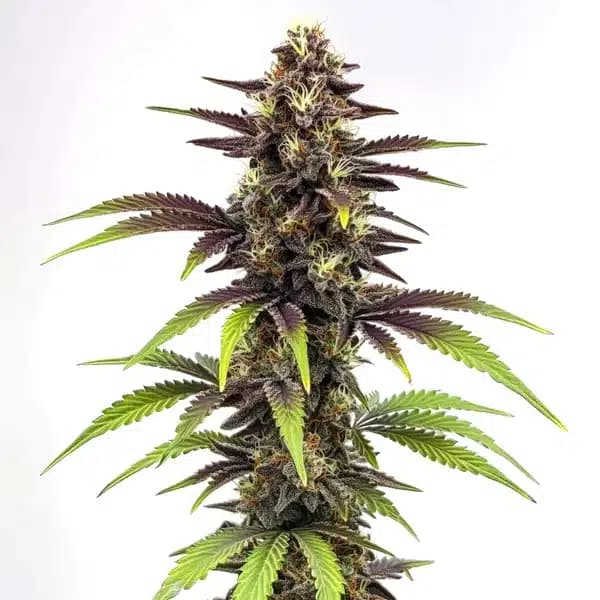 Bruce Banner x Do-Si-Dos Seeds
