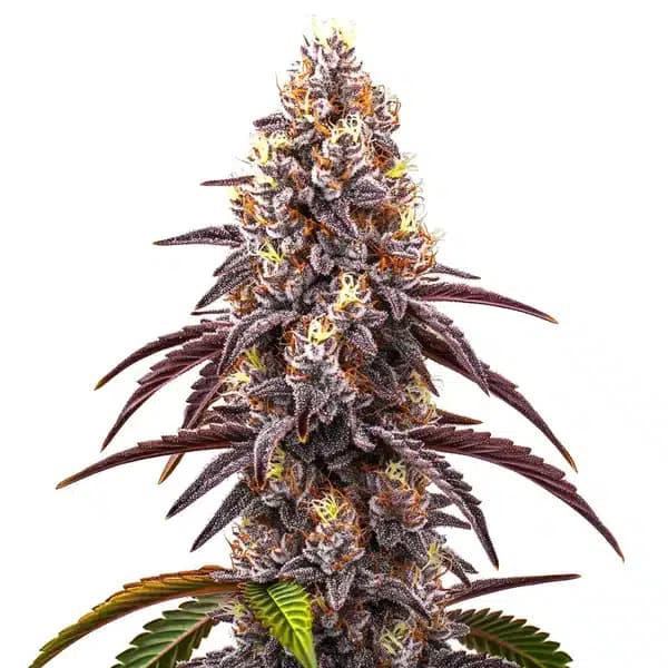 Bruce Banner x Grapefruit Regular Seeds