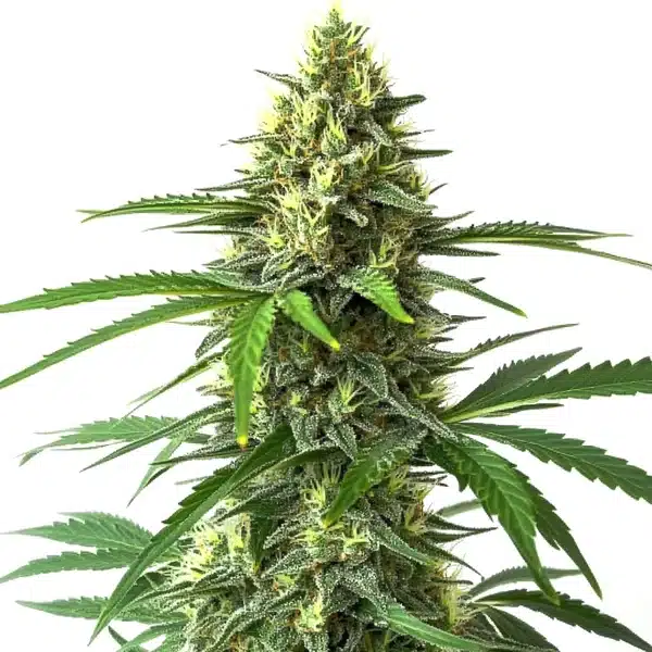 Bruce Banner x Kali Mist Seeds