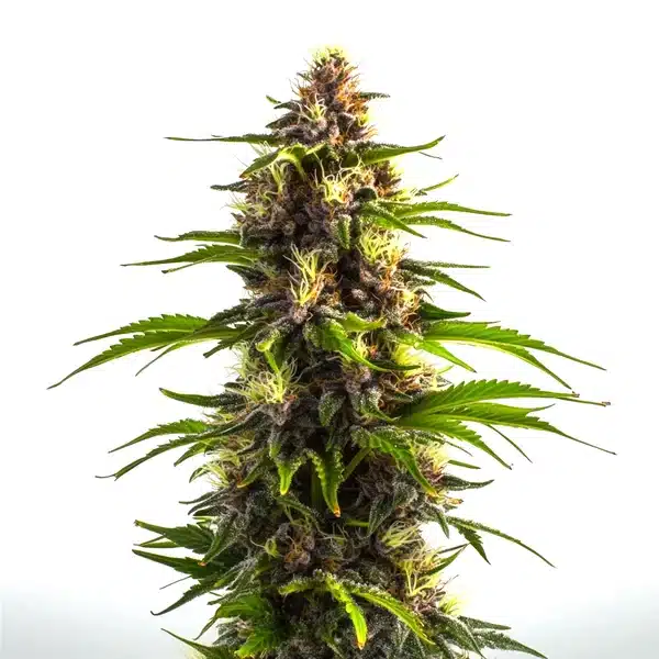 Bruce Banner x Mochalope Seeds