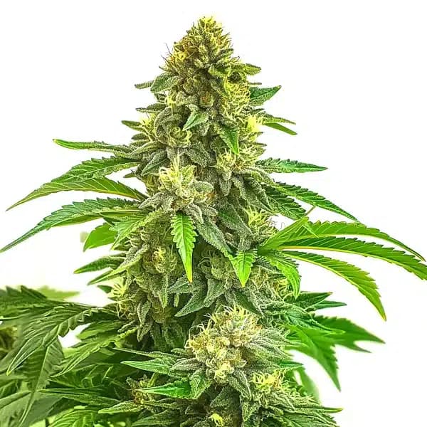 Bruce Banner x Tropi BCN Regular Seeds
