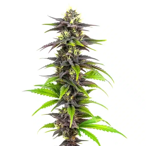 Bubba’s Gift Seeds