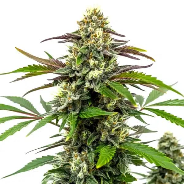 Bubble Gum Sherb Seeds