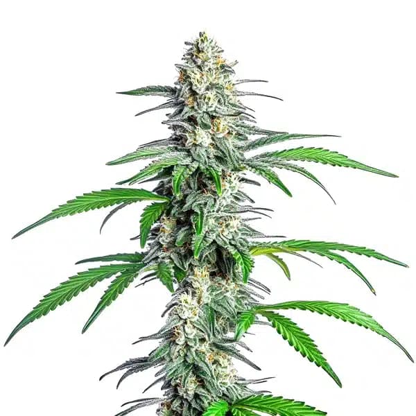 Bubblegum Cookies Seeds