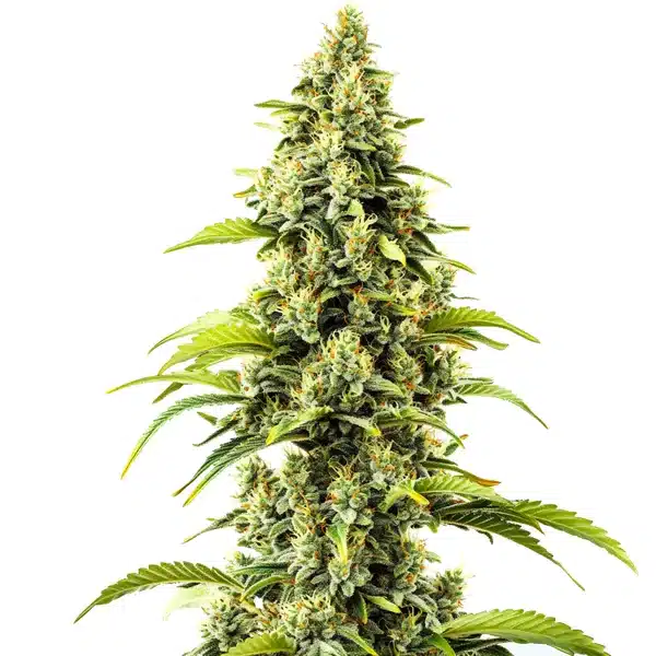 Bubblegum Haze Seeds