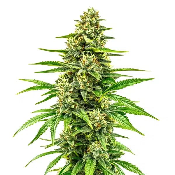 Bubblegum Regular Seeds