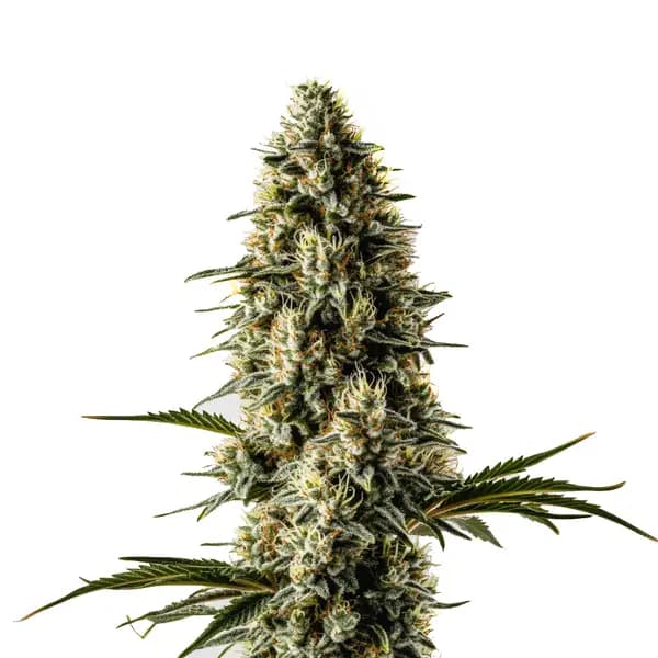 Bubblegum Seeds