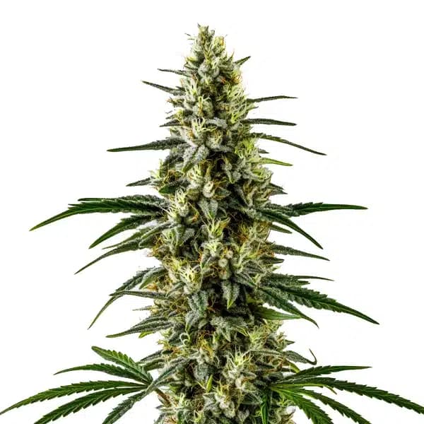 C99 x Early Skunk Seeds
