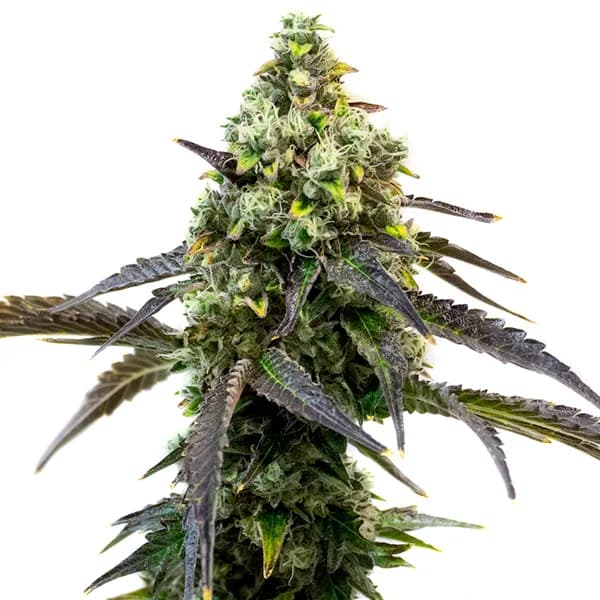 Cafe Racer Seeds