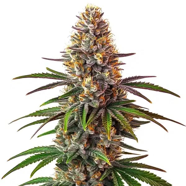 Cake Bomb Regular Seeds
