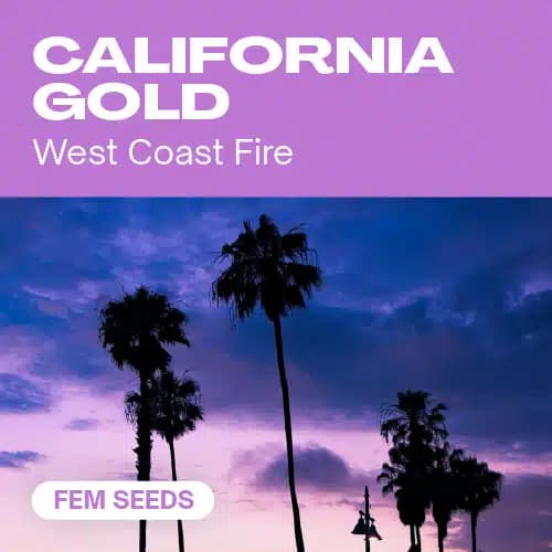 California Gold Seeds