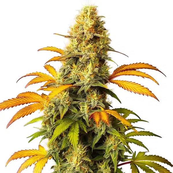California Hash Plant Seeds