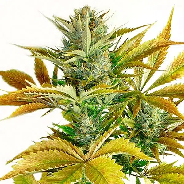 California Haze Seeds