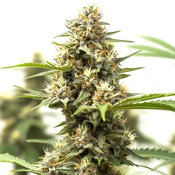 California Indica x GG auto Seeds