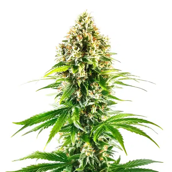 California Orange Regular Seeds