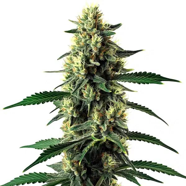 Candy Cane Mango Auto Seeds