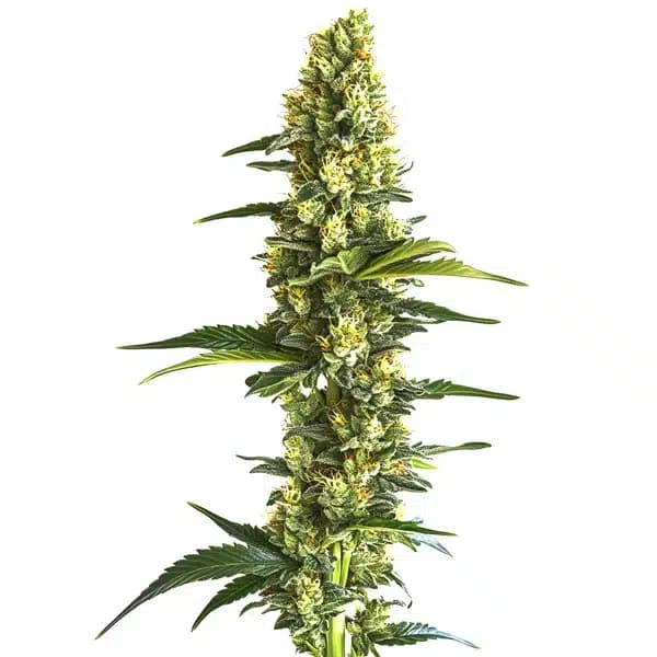 Candy Kush Fast Version Seeds