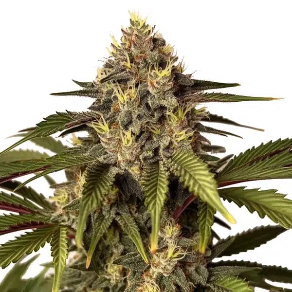 Candy Kush x Do-Si-Dos Seeds