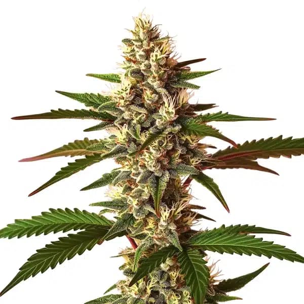 Candy Punch Regular Seeds