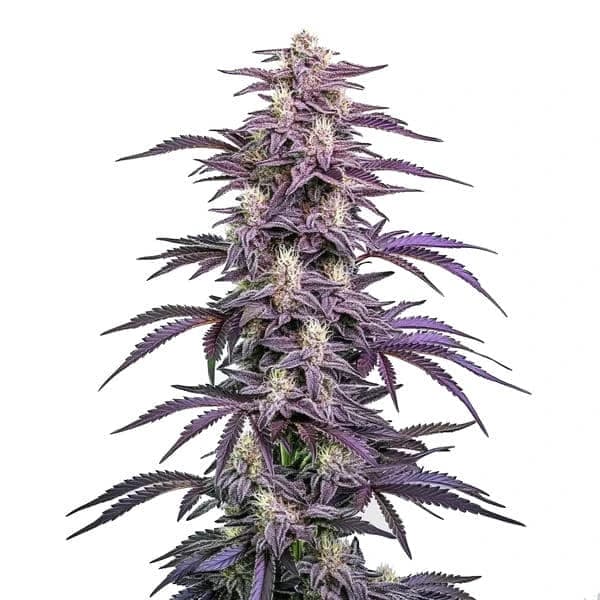 Candyland Peyote Seeds