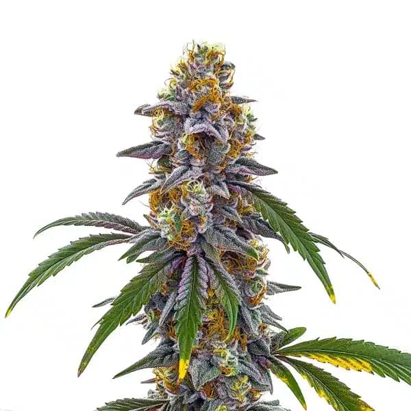 Candyland Seeds