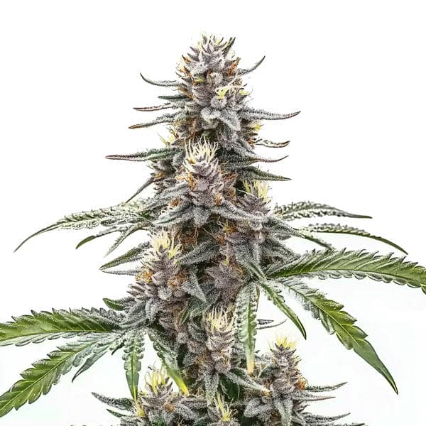 Cannatonic Seeds