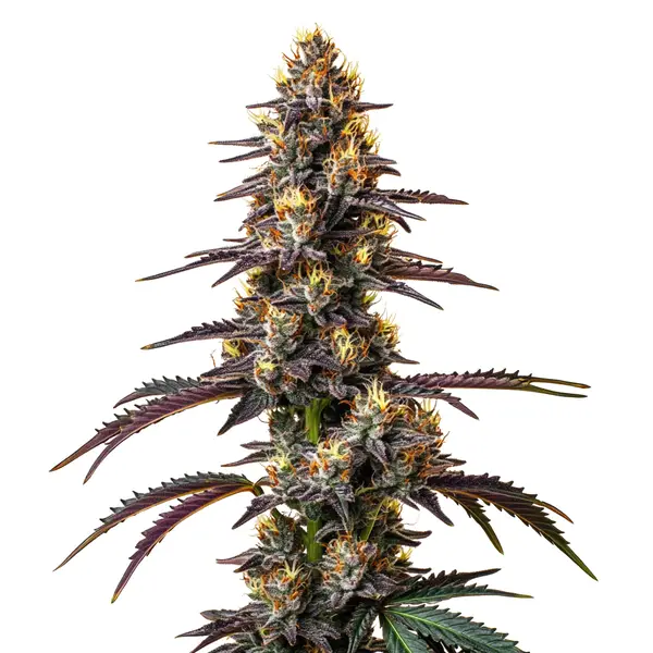 Carbon Fiber Seeds